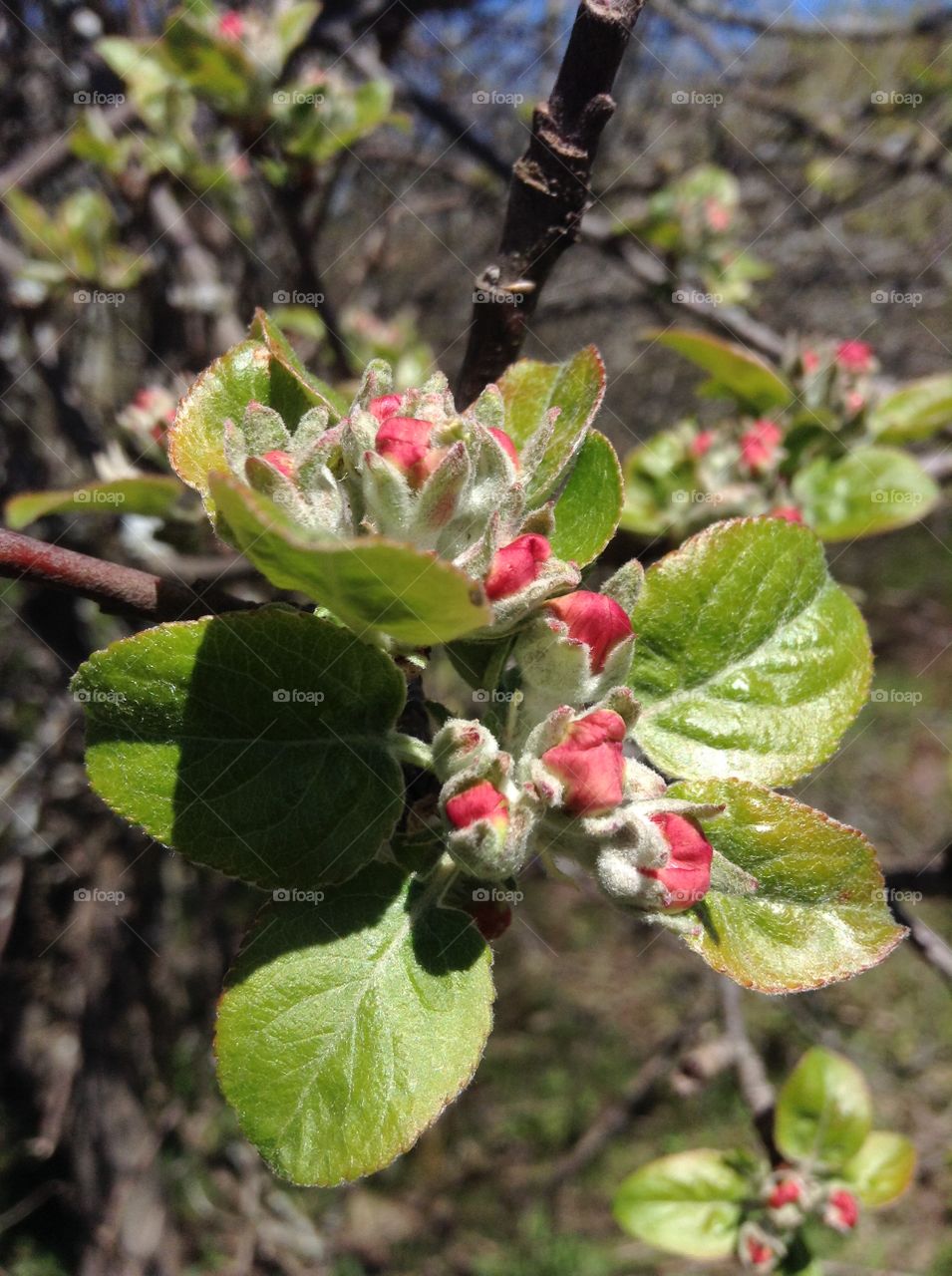 Wild Apple blossoms almost ready to bloom. 