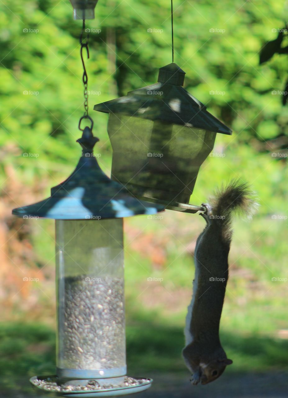 squirrel tricks