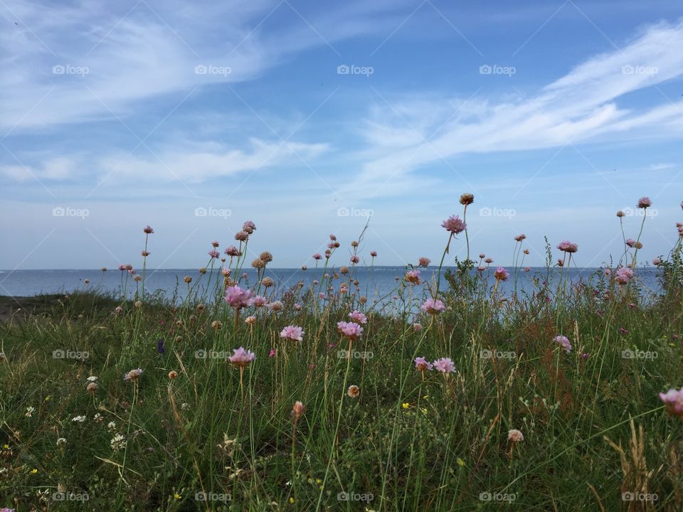 Flowers and baltic Sea