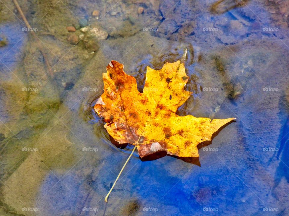 Beautiful fall leaf in the water 