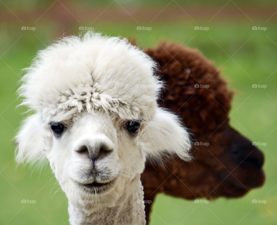 Close-up of two alpacas