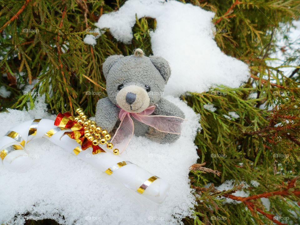 Bear in snow