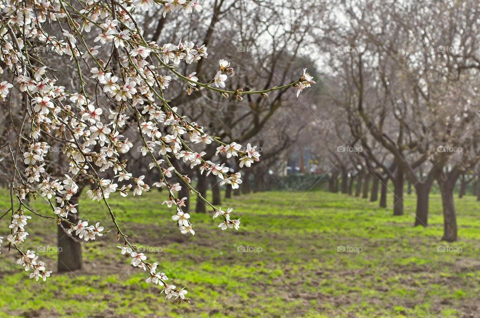Almond blossoms in spring
 