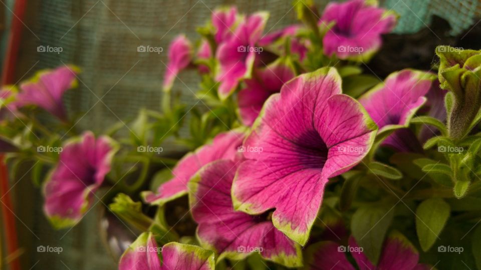 petunias