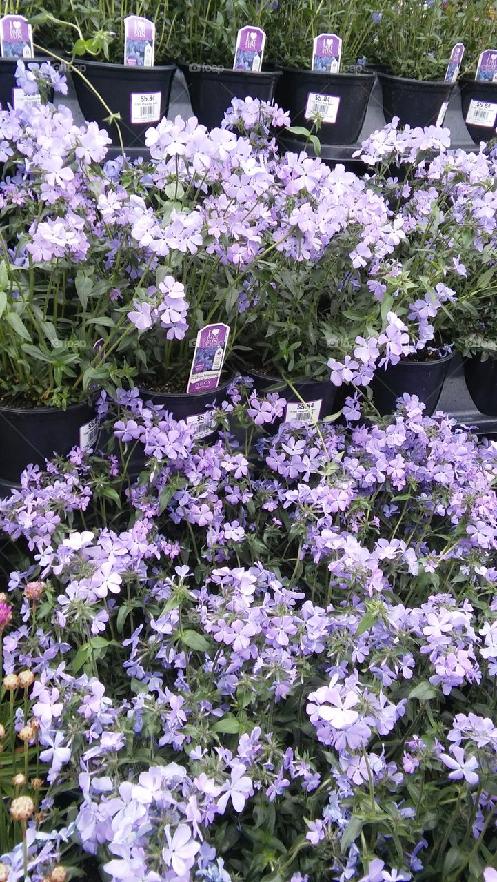 purple flowers greenhouse spring