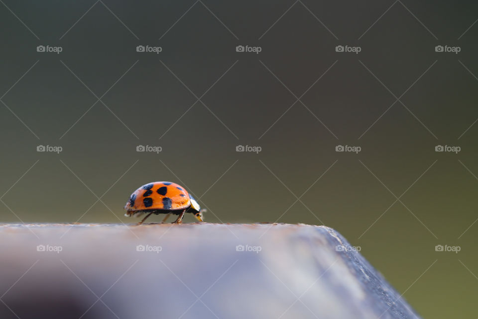 Ladybug on the edge of a fence post