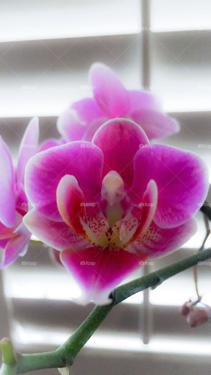 Exotic Orchid From Trader Joe's