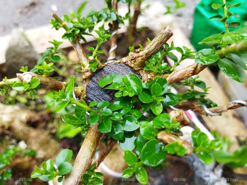 shoots of bonsai plants that have been cut neatly and have grown other branches. in a soaking wet state