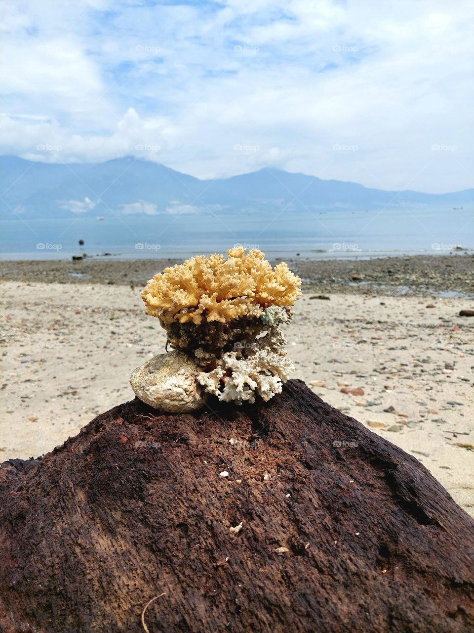Coral reef Rock flowers
