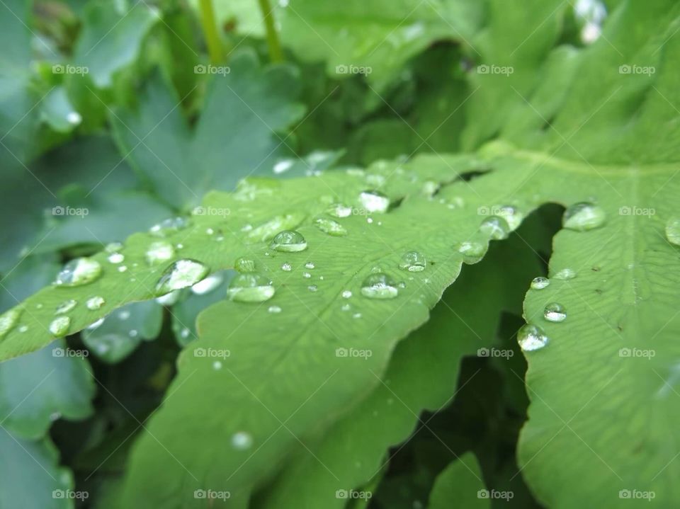 Leaves with water droplets 