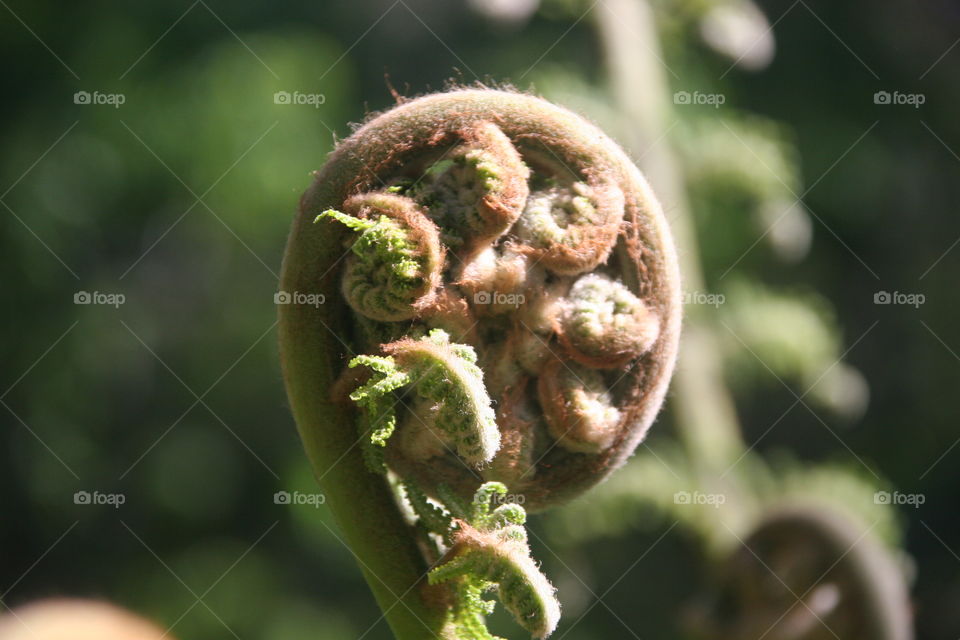 Curled Fern