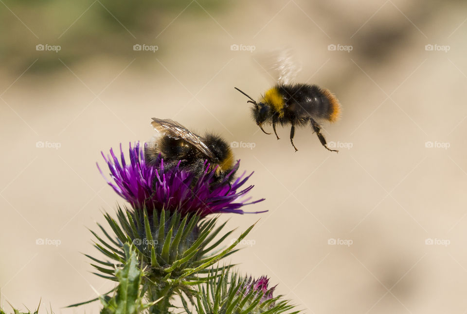 Two bees meeting at thristle flower