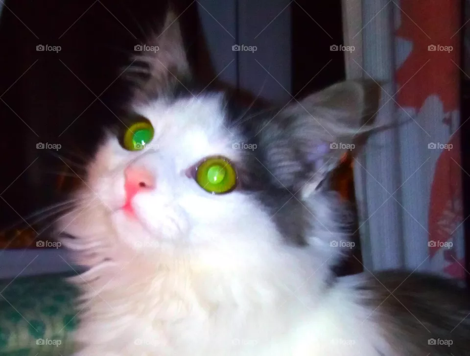 cat