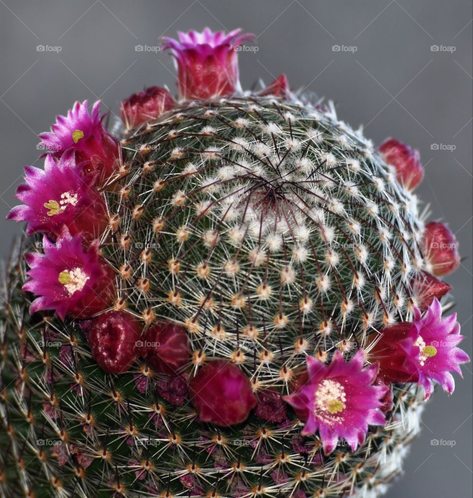 Pink flowers in a cactus / Flores rosas em um cactos