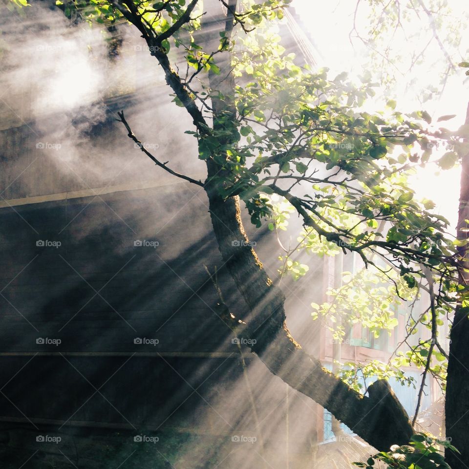 Sunbeam over the tree