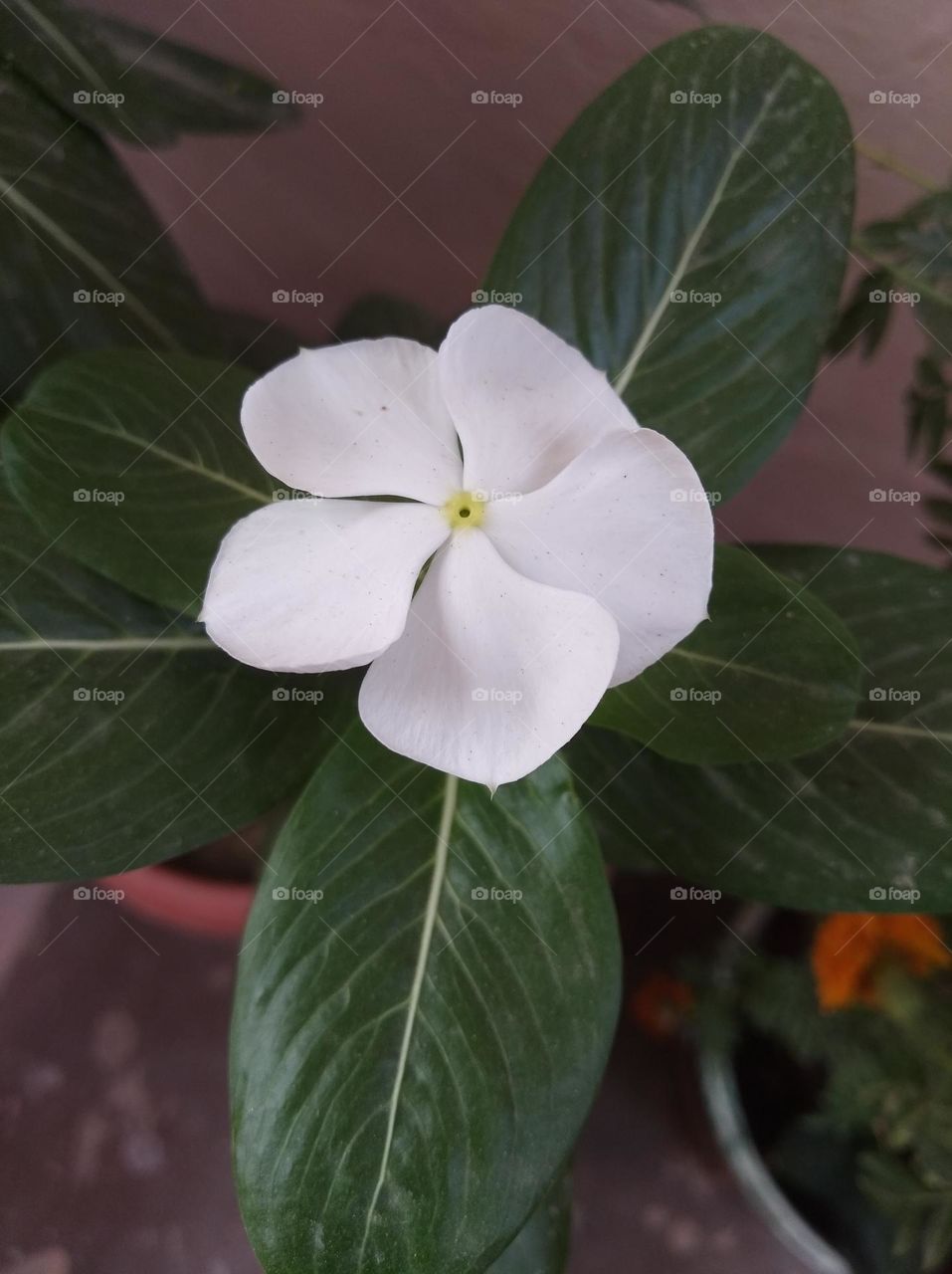 periwinkle white flower looks very beautiful generally found everywhere fresh seasonal