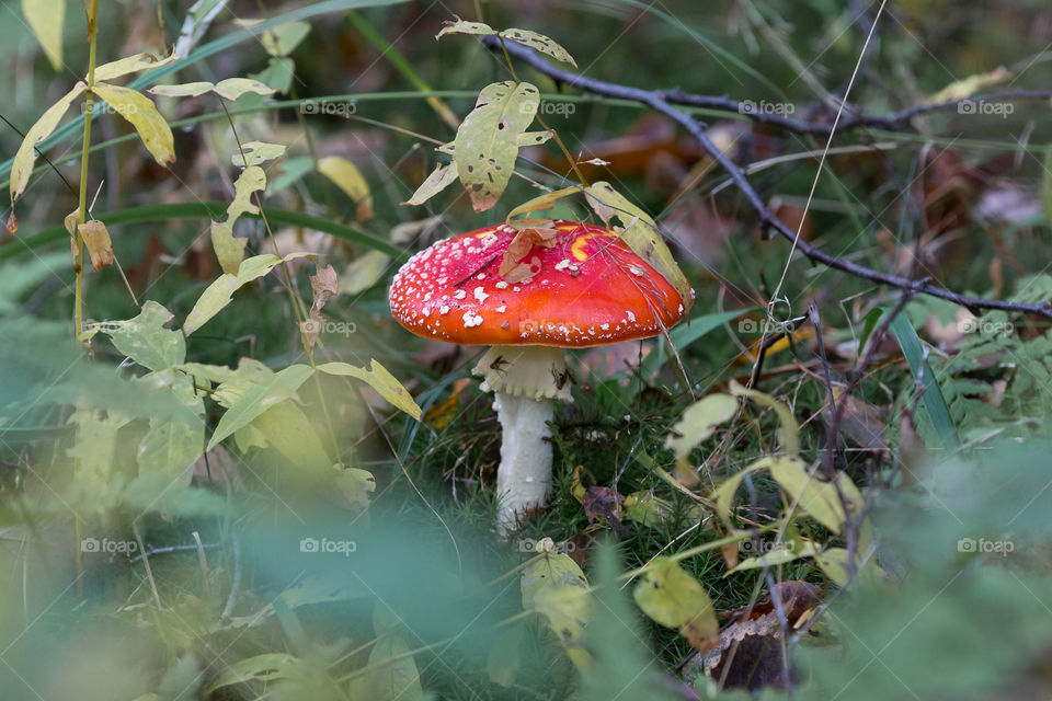 Beautiful red toadstool mushroom in early autumn forest 