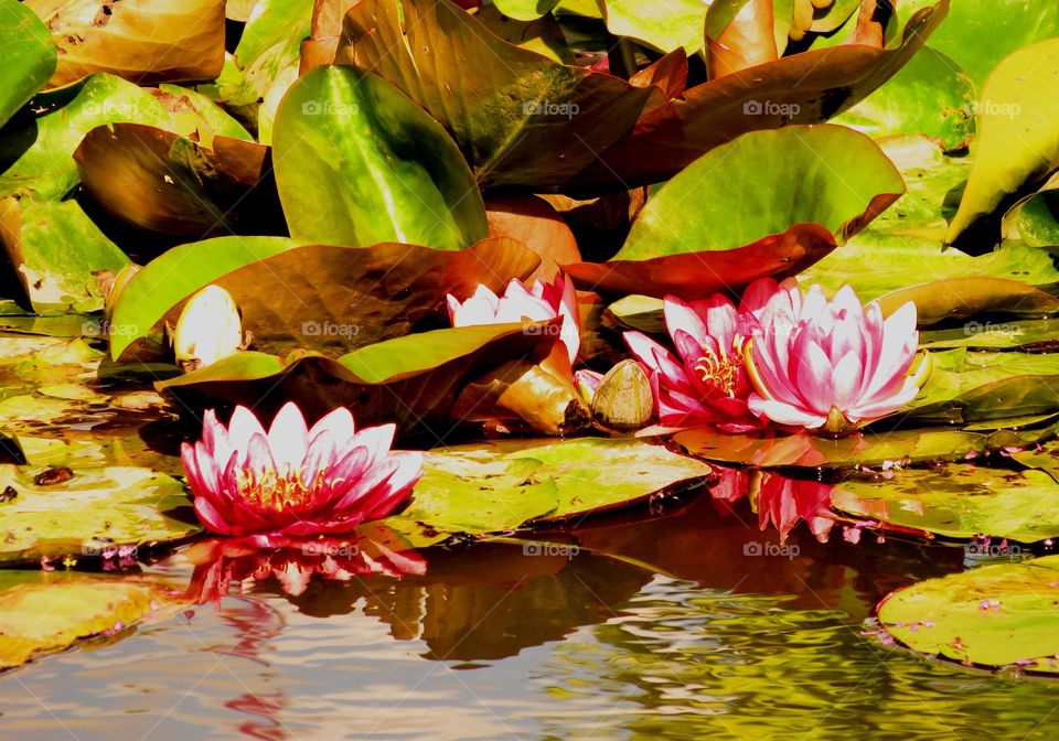 waterlilies