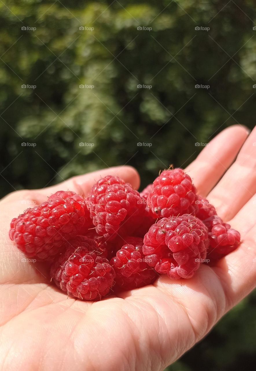 ripe red raspberries in the female hand close up green background, tasty summer food