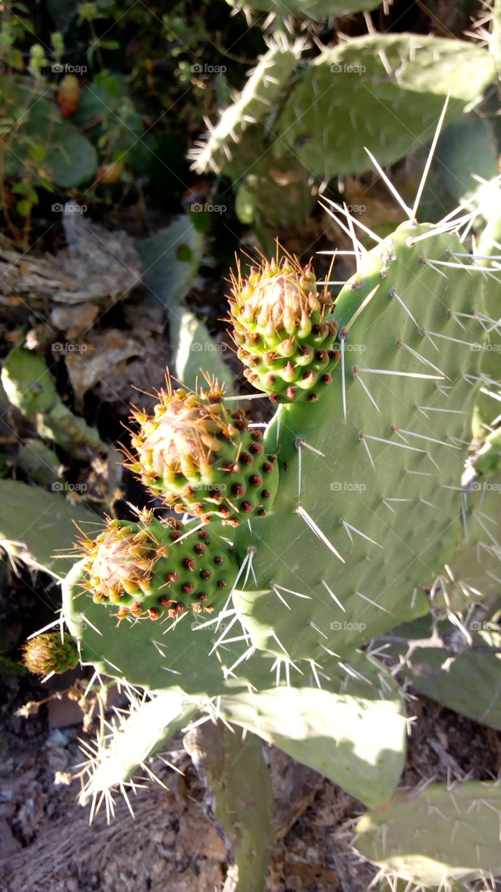 Close-up of cactus plant