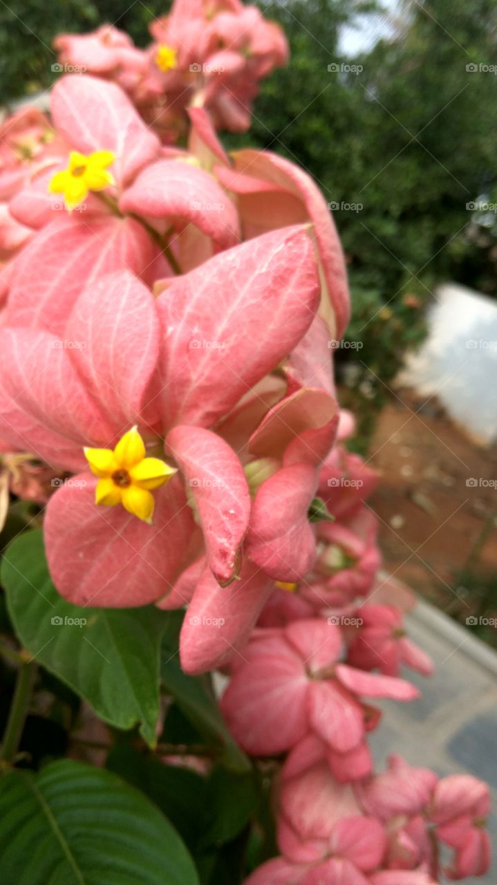 colourful leafs 
 middle of small flowers