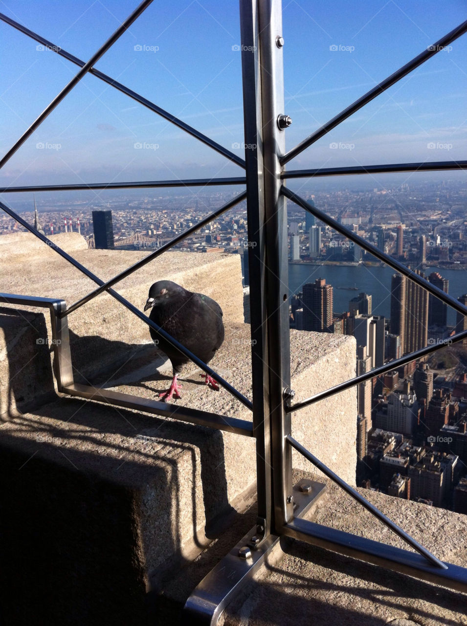 skyline pigeon empire state building empire state building manhattan new york by craig_franklin
