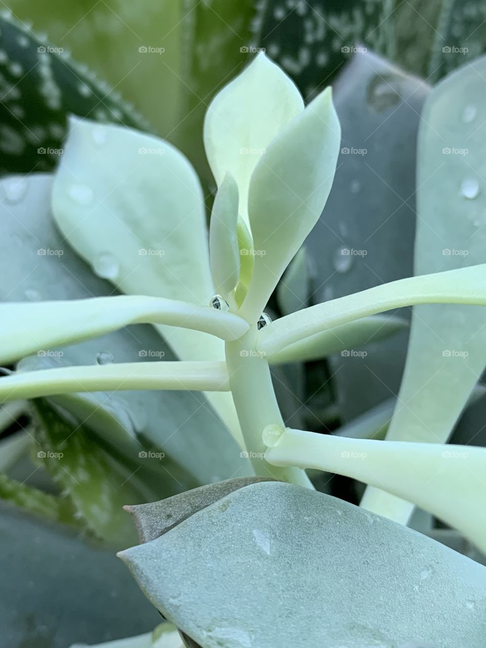 I love succulents. Varying shades of green. They all look beautiful together. They pair well with stone and wood. Droplets of water sit lovely on them.