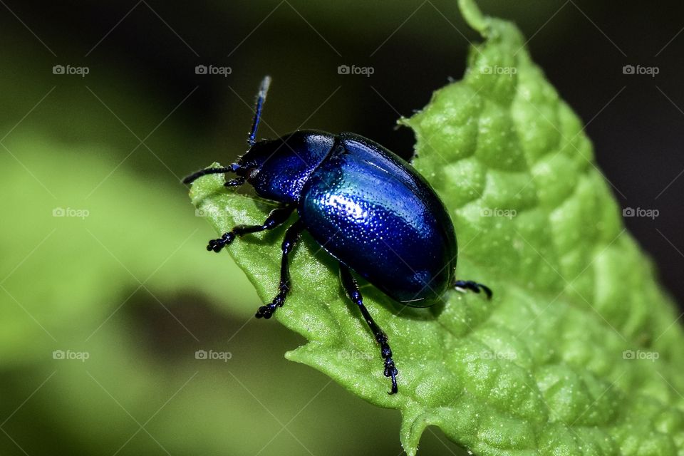 Close-up of beetle on leaf