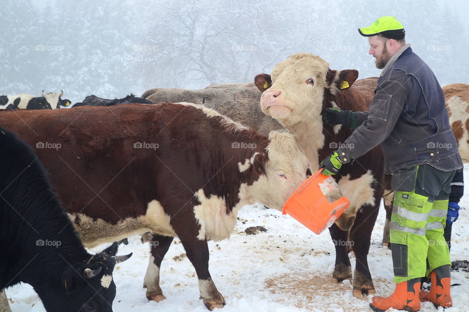 Man feeding his cows