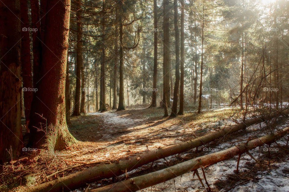 Forest landscape at spring 