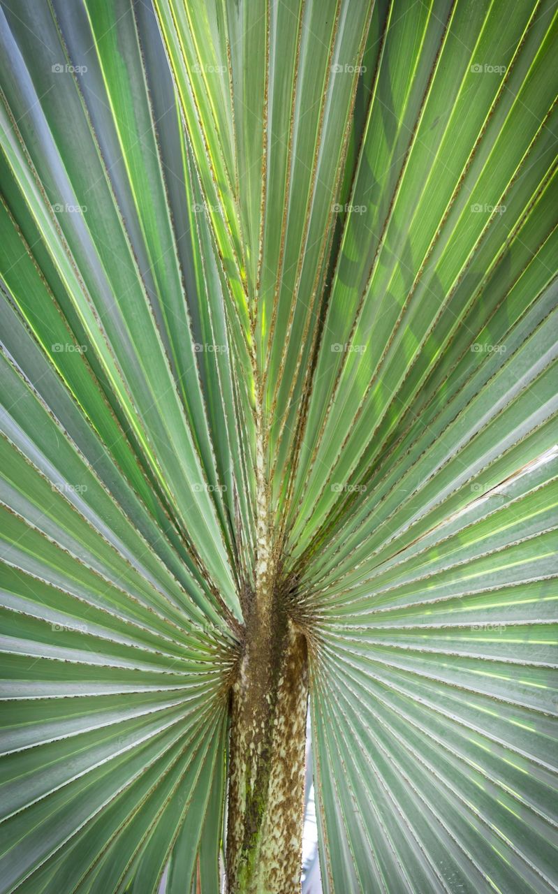 Green leaf Palm tree
