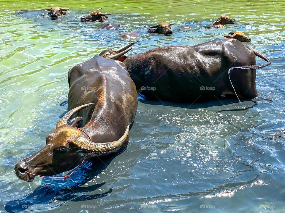 Buffalo hide in the water from high temperature