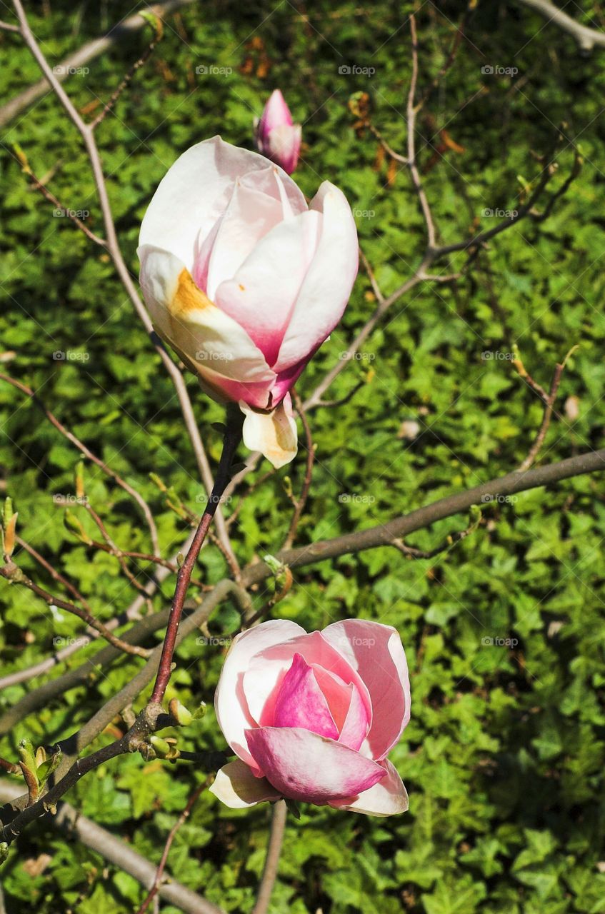 Flower, Nature, Flora, Leaf, No Person