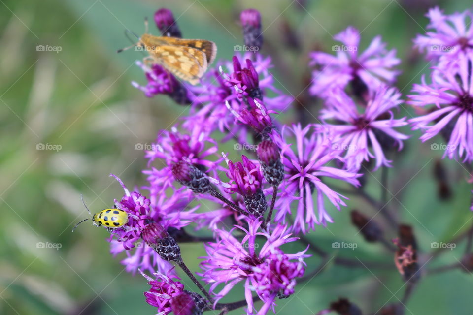 Purple Wildflowers 