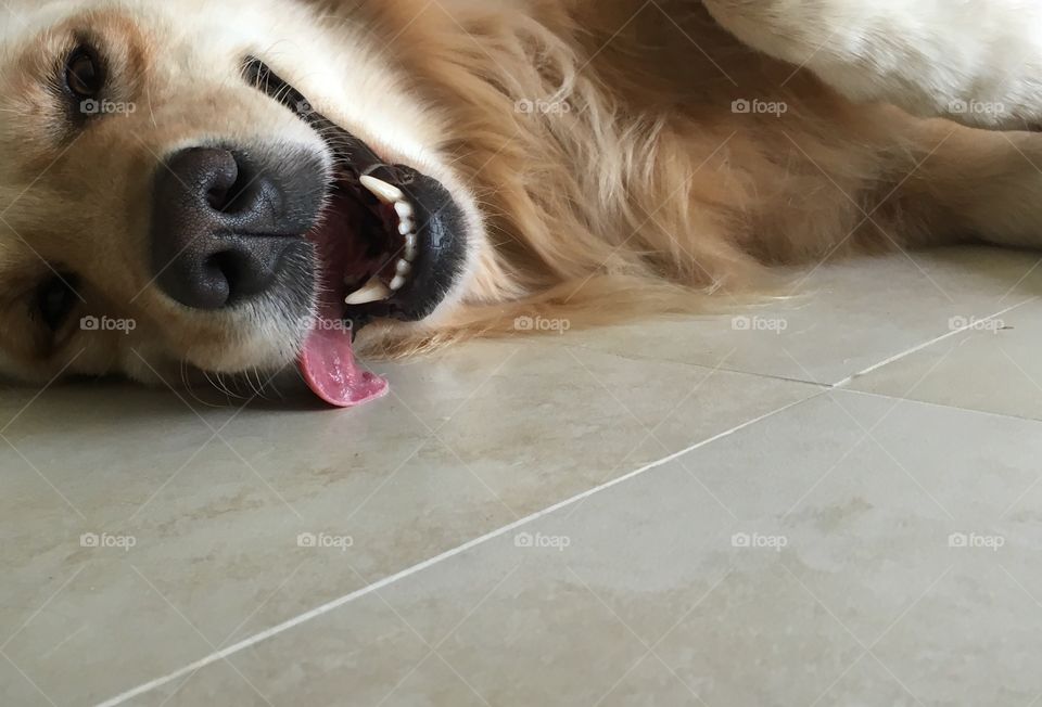 Just want to lay on the cold floor