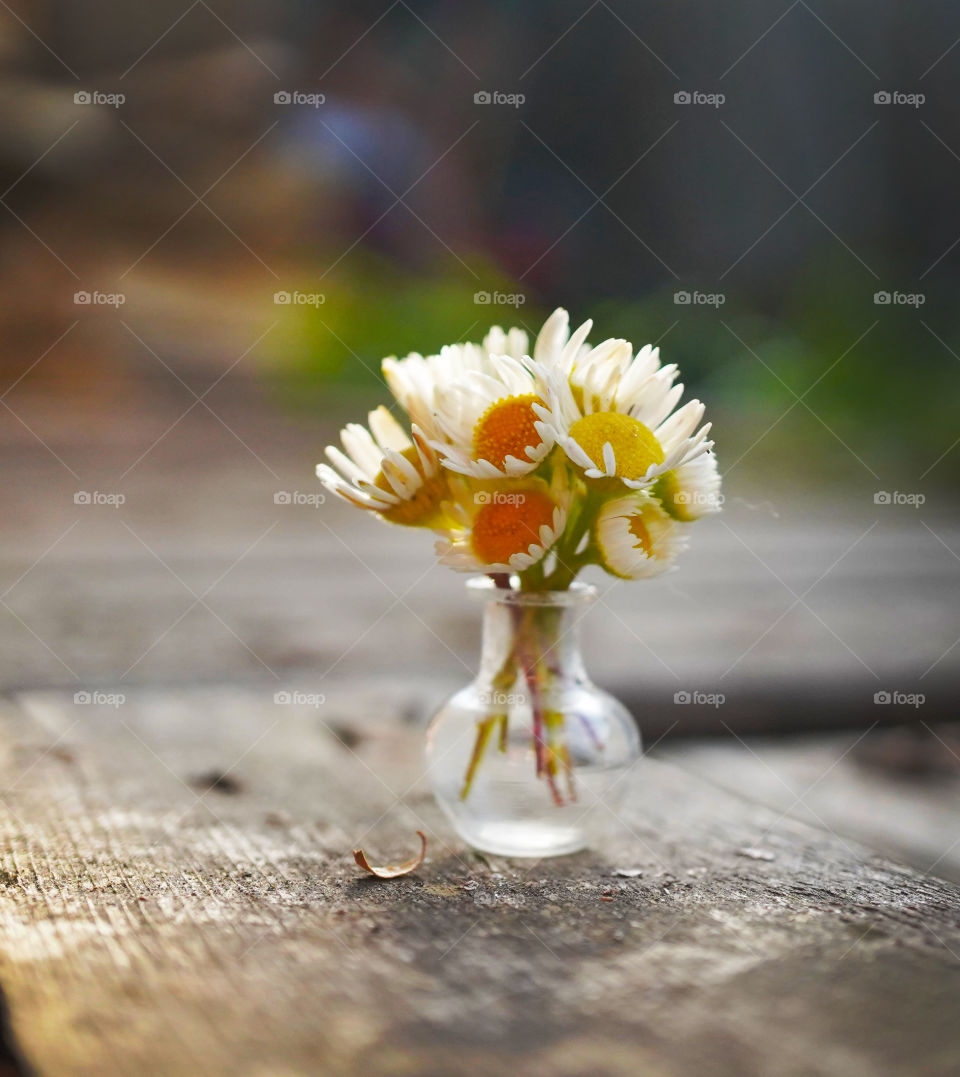 tiny bouquet of daisies for a tiny princess