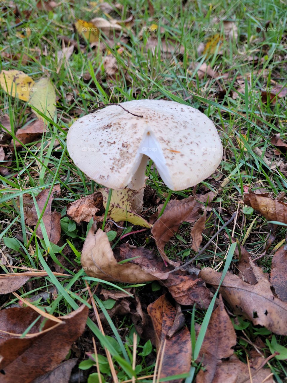 Graveyard Mushroom