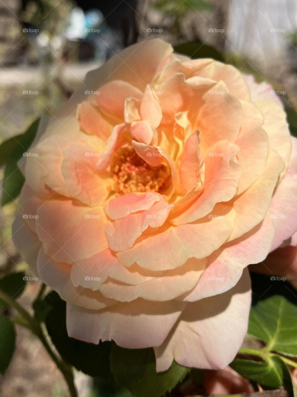 Sunny light on rose