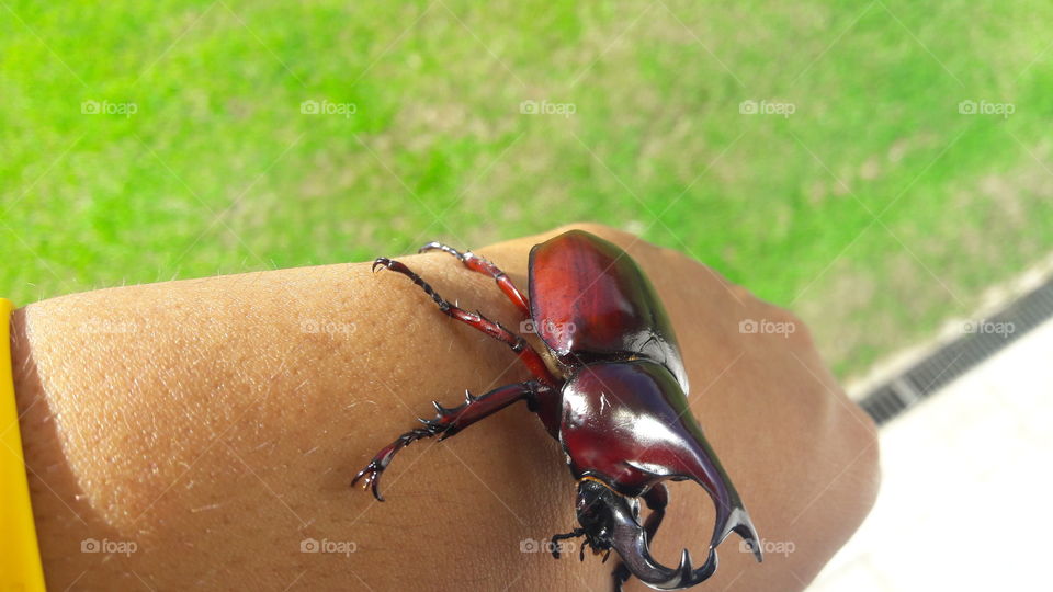The beetle on hand