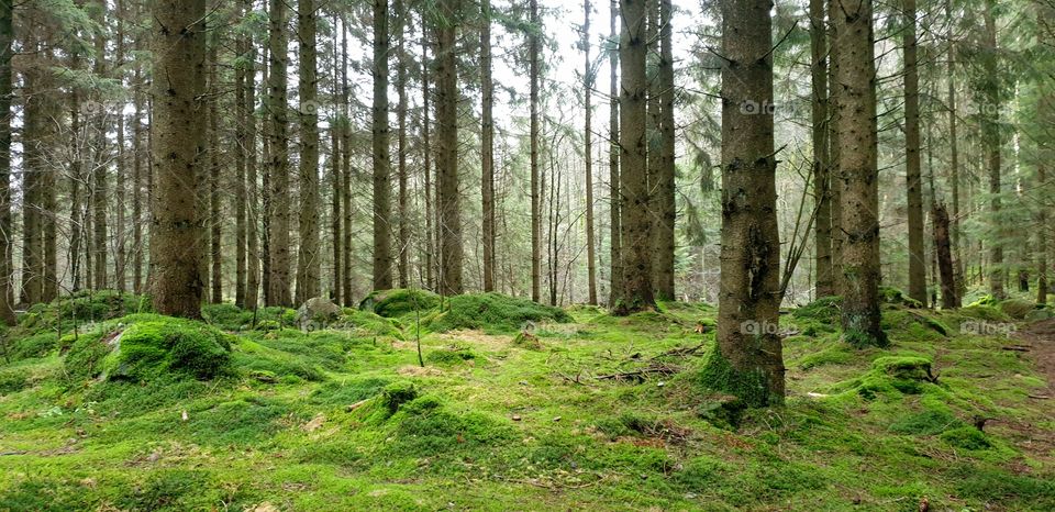 Green moss in forest