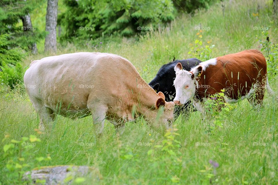 Herd of cows