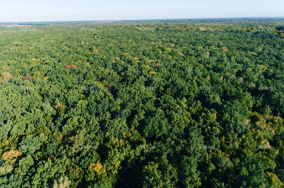 Green forest from above 