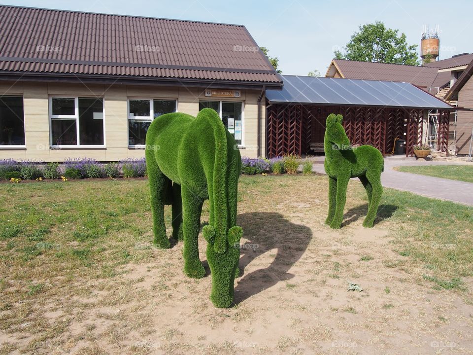 Green horses 