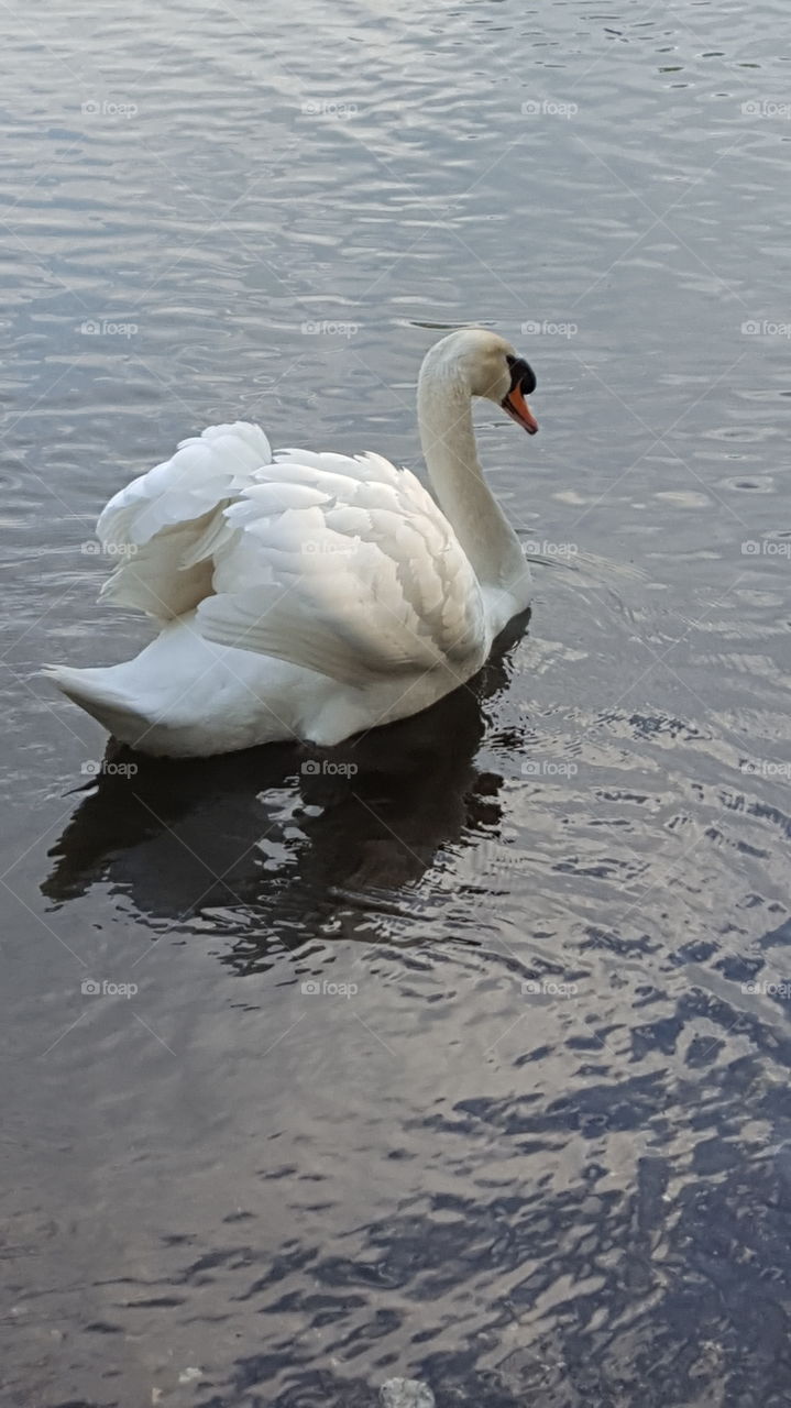 Swan swimming