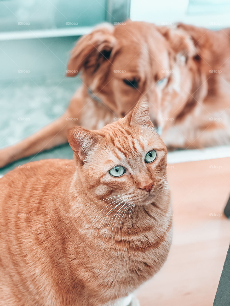 Portrait of my cat at home with my dog ​​behind