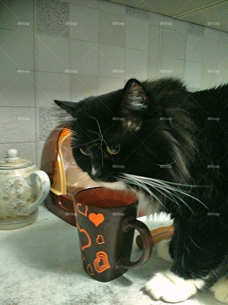 кот, кухня ,стол, кружка, чайник, кухонный стол, кот пьёт водуиз кружки.