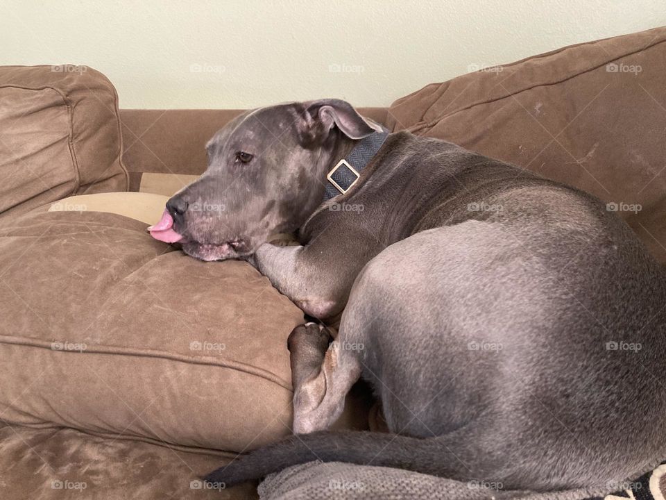 Dog on couch cushions sticking out his tongue 