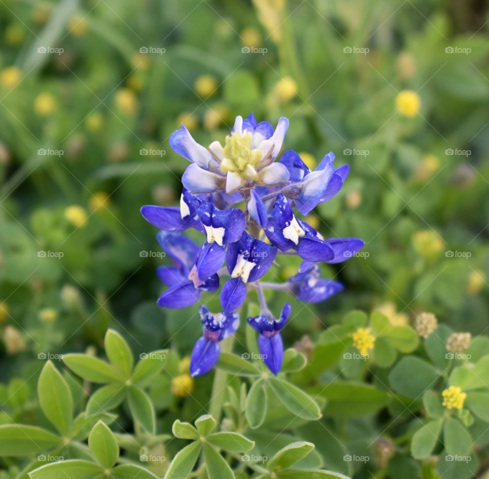 The state flower of Texas. 