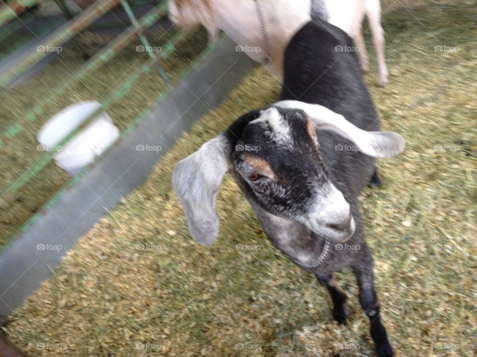 Goats at state fair