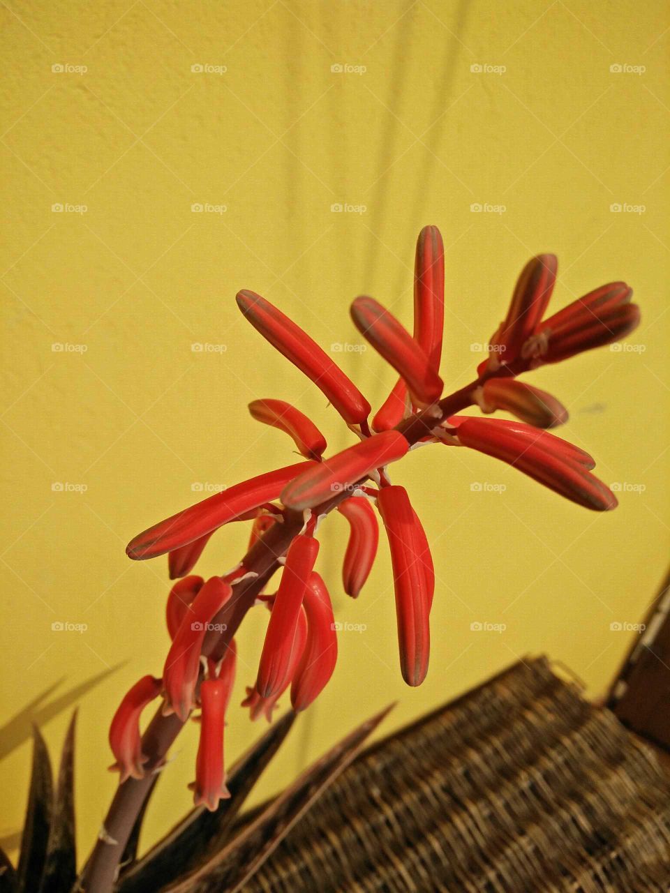 A picture of a colorful flower of aloe Dorotea plant